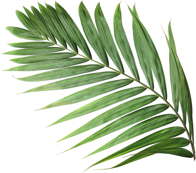 Tropical Nature Green Palm Leaf